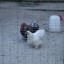 Паломническая поездка в Свято-Успенскую Святогорскую Лавру 0